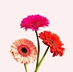 Peach Gerbera Flowers - Online Flower Delivery UAE