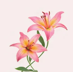 Order Lily Bouquet in Dubai | Send Lilies Online