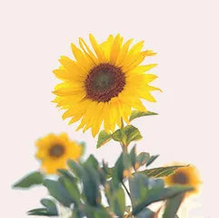 Order Online Sunflower Bouquet in Dubai, UAE