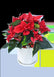 Christmas Gift - Poinsettia Plant